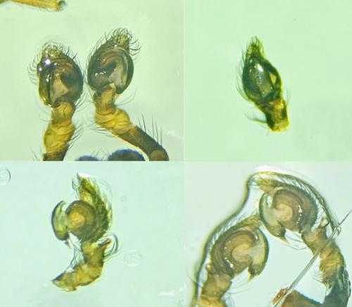 Argenna subnigra